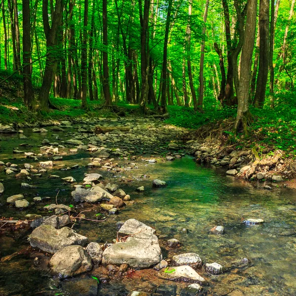 Каміння та коріння дерев у чистому лісовому струмку — стокове фото