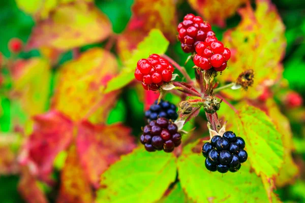 Wild blackberry rijping proces — Stockfoto