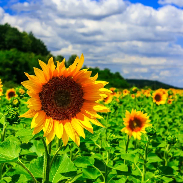 Rows of young sunflowers square — Stock Photo, Image