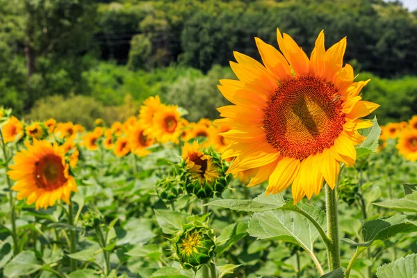 Young sunflower close-up — Stock Photo, Image