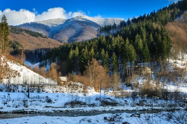 karlı dağ dorukları üstünde iğne yapraklı orman