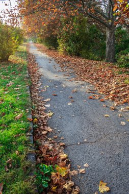 yol boyunca yeşil çim
