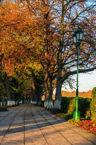 Árboles se volvieron amarillos en el callejón de otoño por la mañana — Foto de Stock