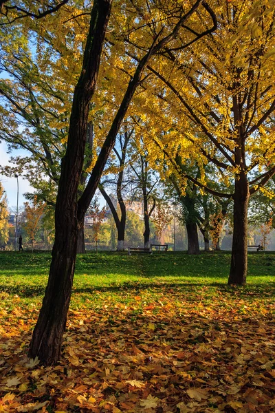 Otoño vino con hojas amarillas —  Fotos de Stock