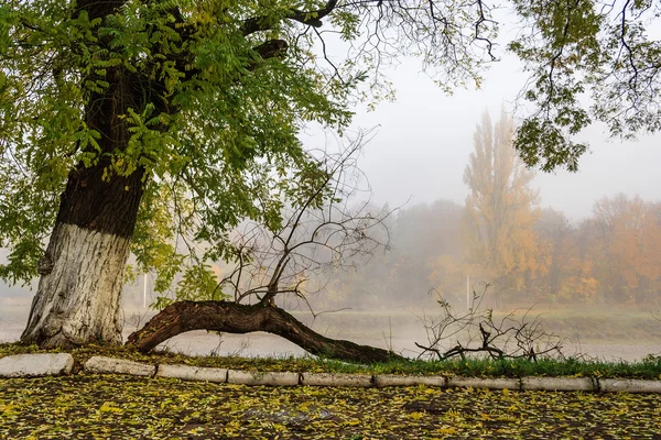 Fallen branch on foggy embankment — Stock Photo, Image