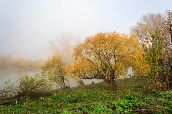 Yellow tree in thick fog on autumn embankment — Stock Photo, Image