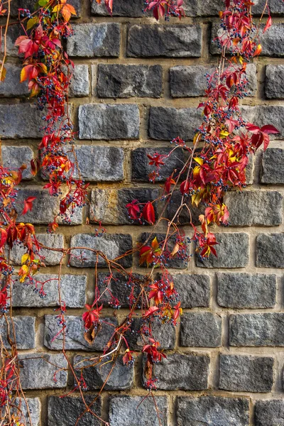 Follaje rojo vientos por viejo muro de piedra — Foto de Stock