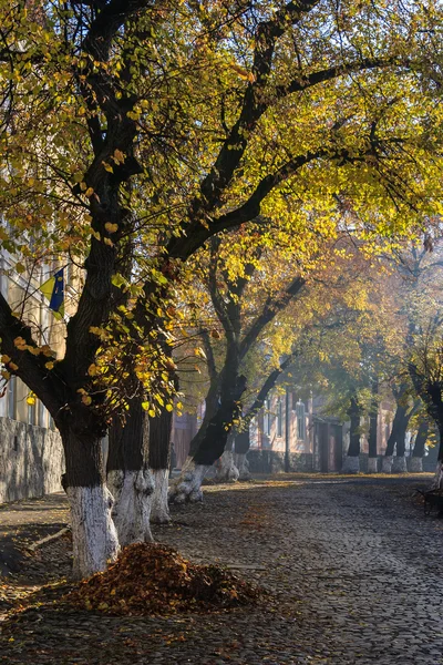 Cobbled street with fallen trees — Stock Photo, Image