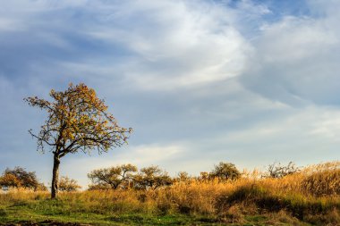 geç sonbaharda solmuş otlar arasında yalnız ağaç