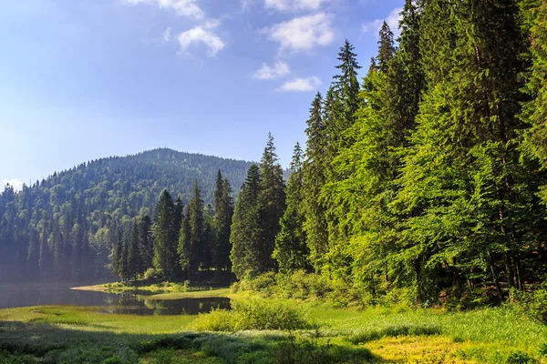 Lago nas montanhas cercado por um pinhal — Fotografia de Stock