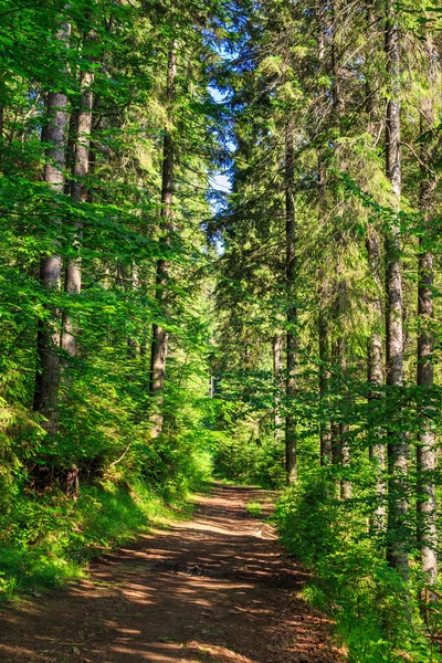 Trail in de buurt van in een lang en dichte naaldbossen forest — Stockfoto