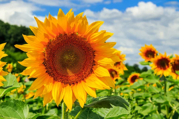 Sunflower yellow head on a background of blue sky — Stock Photo, Image