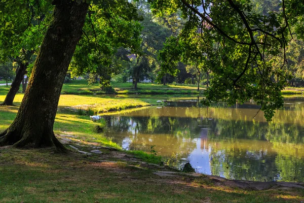 Arbres près d'un étang dans le parc municipal — Photo