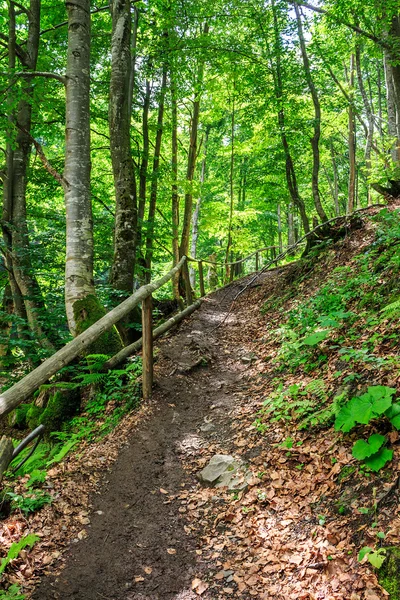 Il sentiero in una foresta sale — Foto Stock