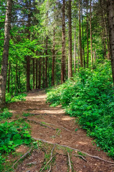 Path in a forest go up — стоковое фото