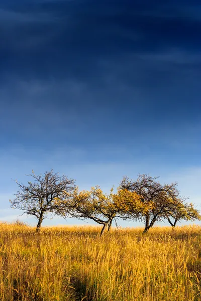 Yellowed tree in a field under a dark autumn sky — Stock Photo, Image