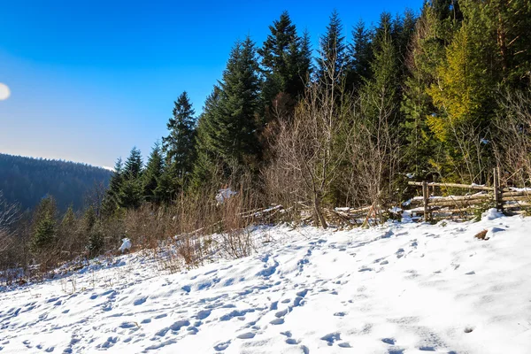 Floresta de pinheiros coberta de neve na encosta no inverno — Fotografia de Stock