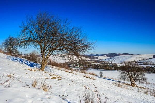 Hillside kış mavi gökyüzünün altında çıplak ağaçlar — Stok fotoğraf