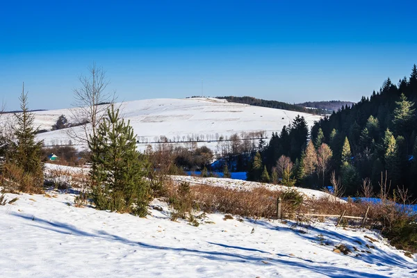 Floresta de pinheiros coberta de neve na encosta no inverno — Fotografia de Stock