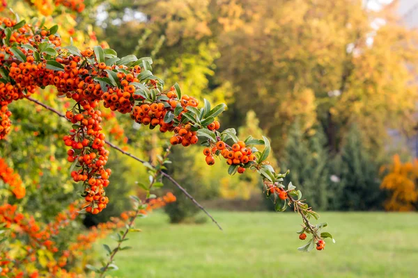 Ceniza de montaña naranja en el parque de otoño —  Fotos de Stock
