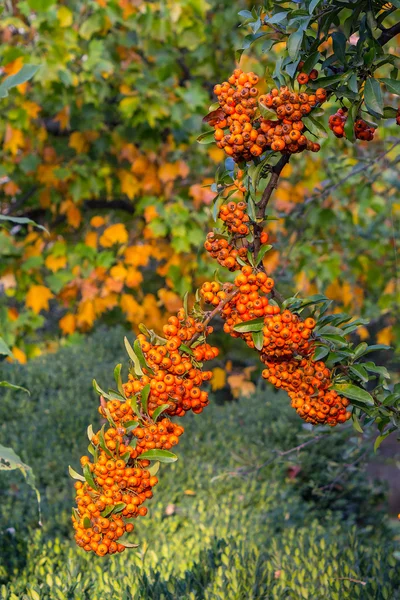 Frêne de montagne sur fond d'automne — Photo