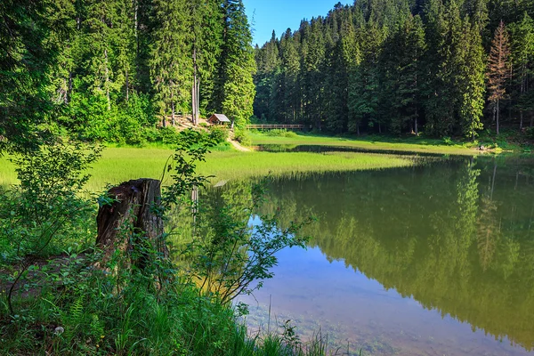 Stump near a mountain lake in forest — Stock Photo, Image