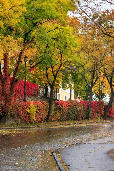 Höstens stadsbilden efter regn, med gulnade träden och gatan lampa — Stockfoto