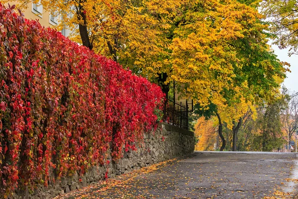 Paysage urbain d'automne après la pluie, avec des arbres jaunis et lampadaire — Photo