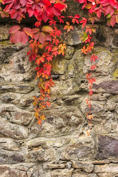 Plant with red leaves on stone wall — Stock Photo, Image