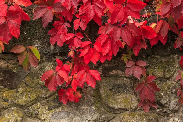 植物与石头砌的墙上的红色叶子 — 图库照片