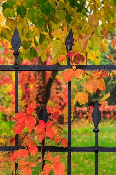 Rotes Laub an einem Metallzaun — Stockfoto