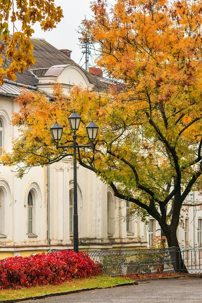 Herbstliches Stadtbild nach Regen, mit vergilbten Bäumen und Straßenlaterne — Stockfoto