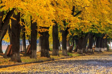 cadde üzerinde sarı şubesi ile kentsel waterfront