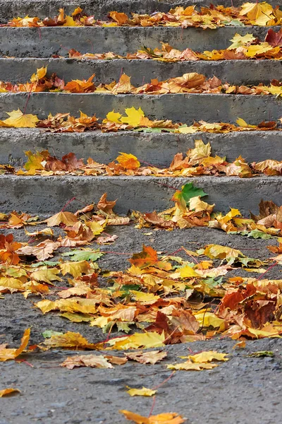 Ступени на городской площади, покрытой листьями — стоковое фото