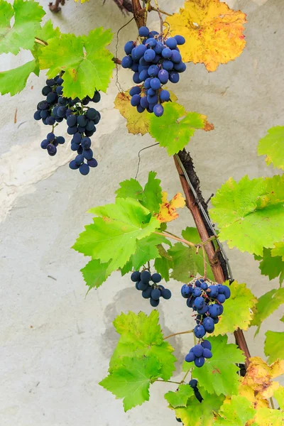 Прекрасный сладкий виноград в листьях на фоне стены — стоковое фото