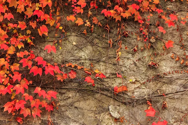 Planta con hojas rojas en una pared de piedra — Foto de Stock