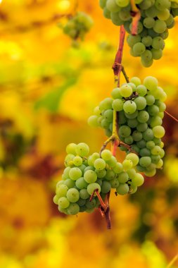 arka plan beyaz üzüm üzüm bulanık