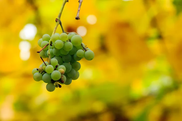 White grapes on vineyard blurred background — Stock Photo, Image