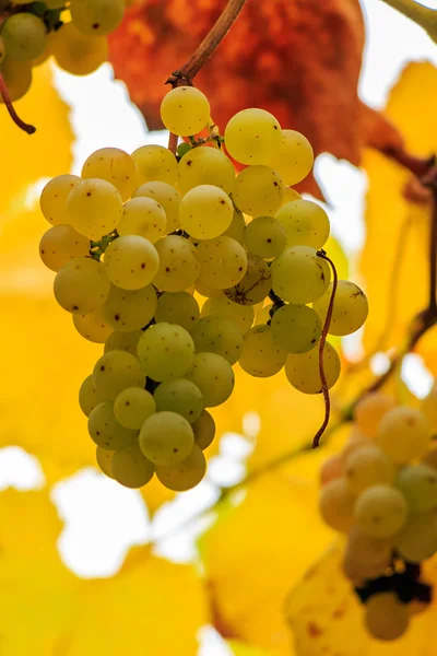 Raisins jaunes sur fond de feuilles de vigne — Photo