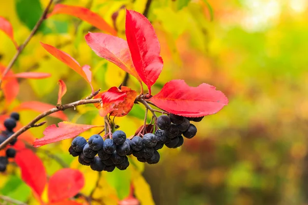 Bagas rowan pretas com folhas vermelhas no outono — Fotografia de Stock