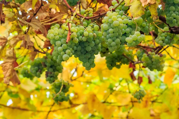 Белый виноград на размытом фоне виноградника — стоковое фото