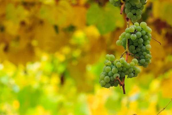 White grapes on vineyard blurred background — Stock Photo, Image