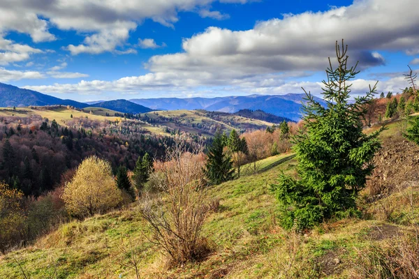 山の上に秋の森の近くの針葉樹の山腹の土地します。 — ストック写真