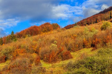 çam ve yakın renkli yeşillik kavak ağaçları ile sonbahar hillside