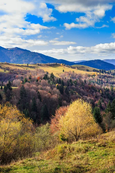 Árboles de coníferas y amarillentas en el valle en una ladera de montaña w — Foto de Stock