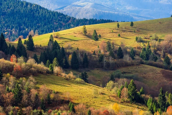Podzimní horské louky s trávou a smíšený les v ranní li — Stock fotografie