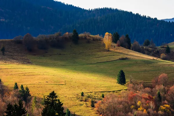 Podzimní horské louky s trávou a smíšený les v ranní li — Stock fotografie