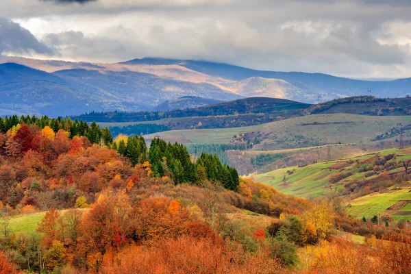 Herbsthang mit Kiefern und bunten Laubaspen in der Nähe — Stockfoto