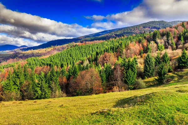 Kiefern in Talnähe in den Bergen und Herbstwald am Hang — Stockfoto