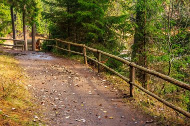 sonbahar iğne yapraklı orman patika